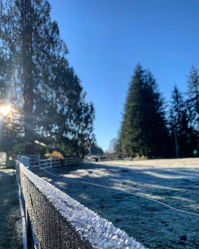 Those frosty morning chores with the animals on the mini farm are the best sometimes ❄️⛄️✨ #frostyweather #countrylife #pnwonderland