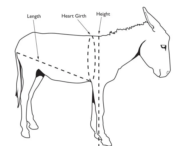 donkey.jpg