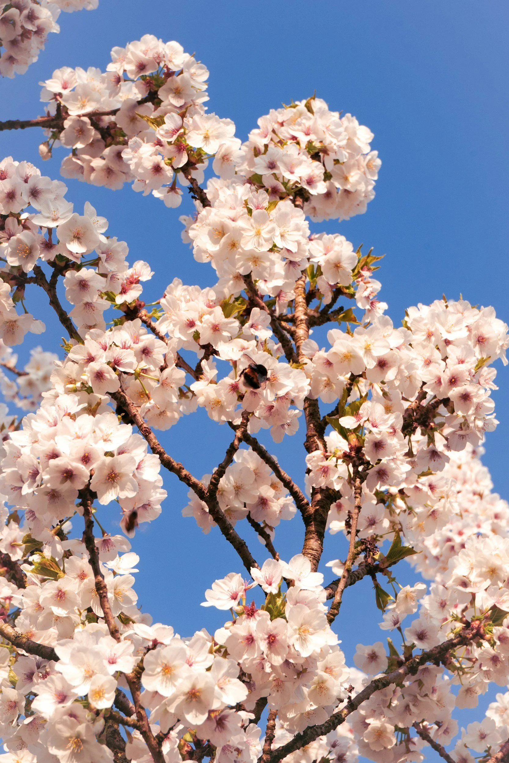Cherry blossom tree in full bloom with pink and white flowers against a bright blue sky.