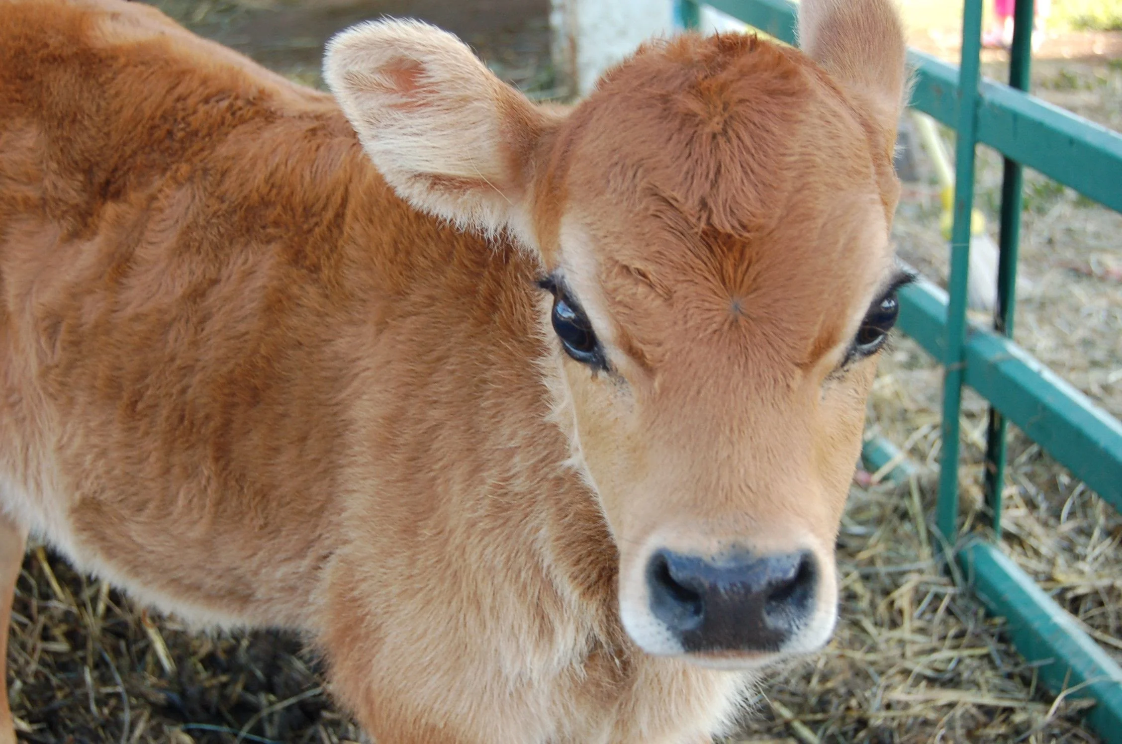 calf-up-close.jpg
