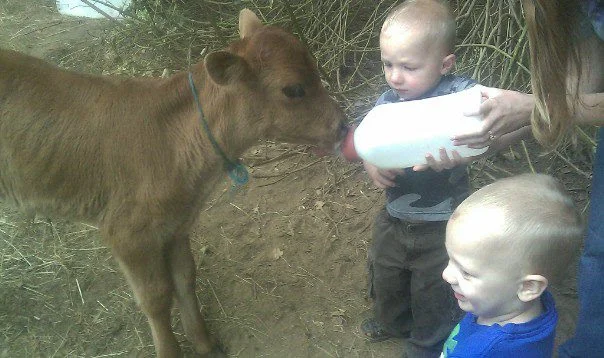 Copy of babies & cows.jpg