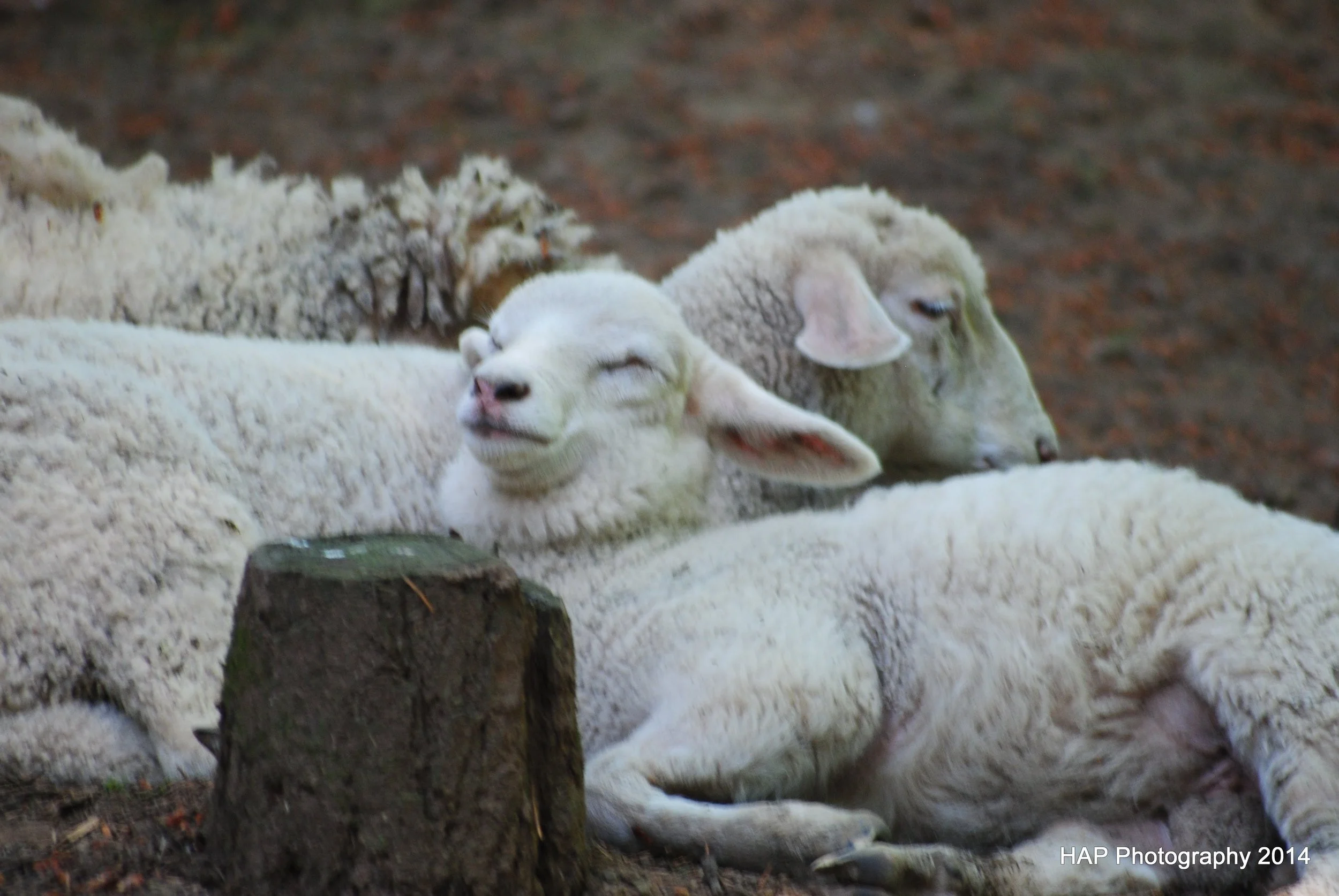 320-Heart2Heart Farms 320.jpg