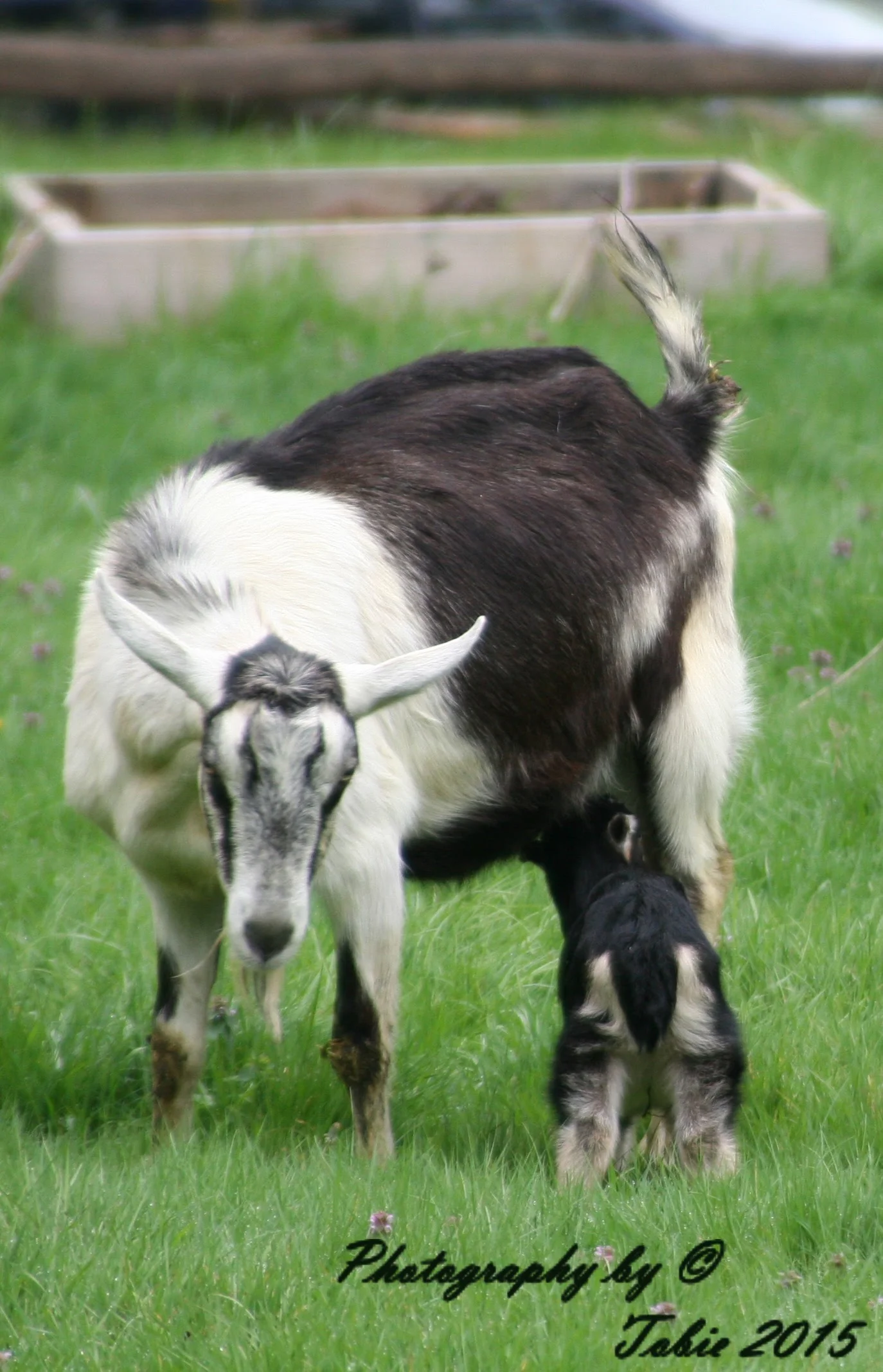 goats4.jpg