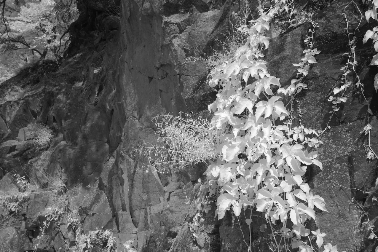 IMG_4919._b_w.jpg