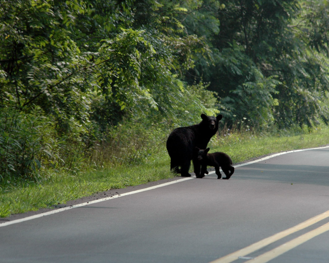 bear_01_Jul_06.jpg