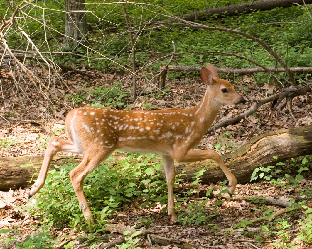 deer_4.jpg