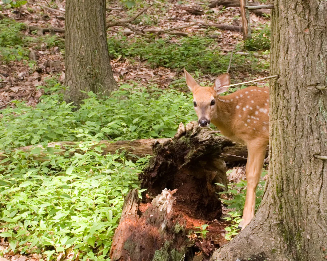 deer_6.jpg