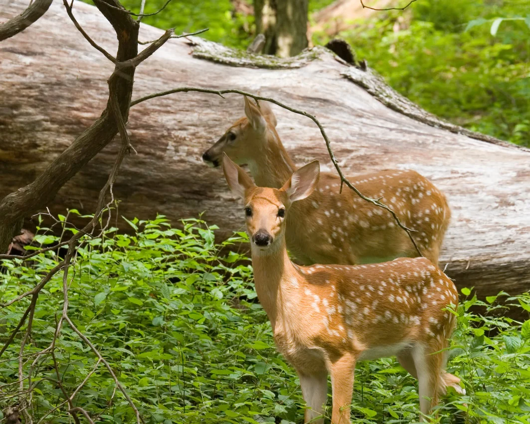 deer_7.jpg