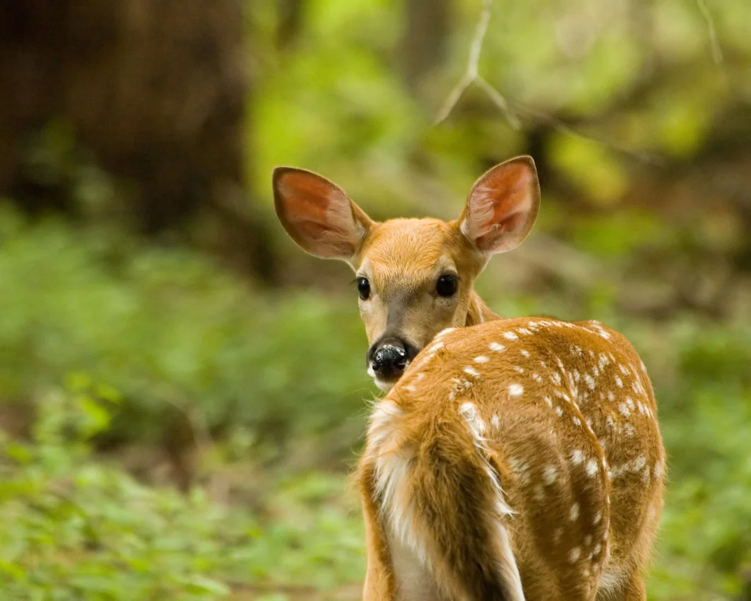 deer_9.jpg