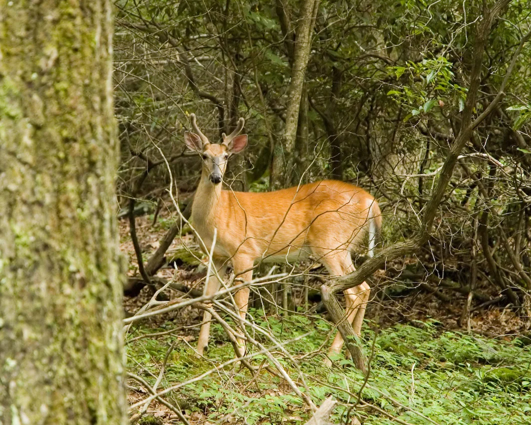 deer_8.jpg