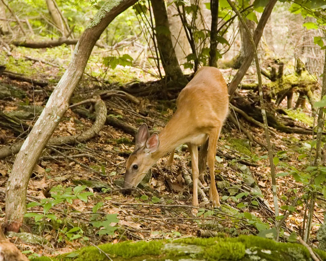 deer_11.jpg