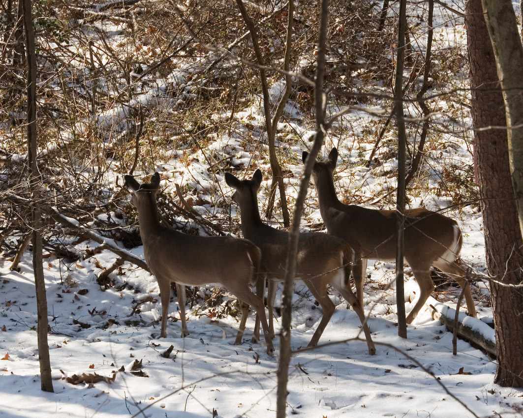 deer_12.jpg