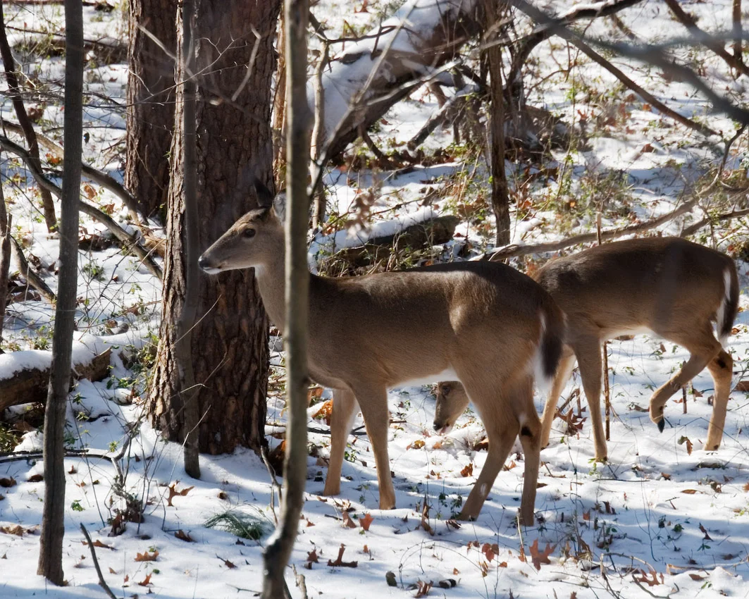 deer_13.jpg