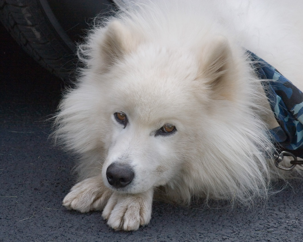 Dog_01.jpg