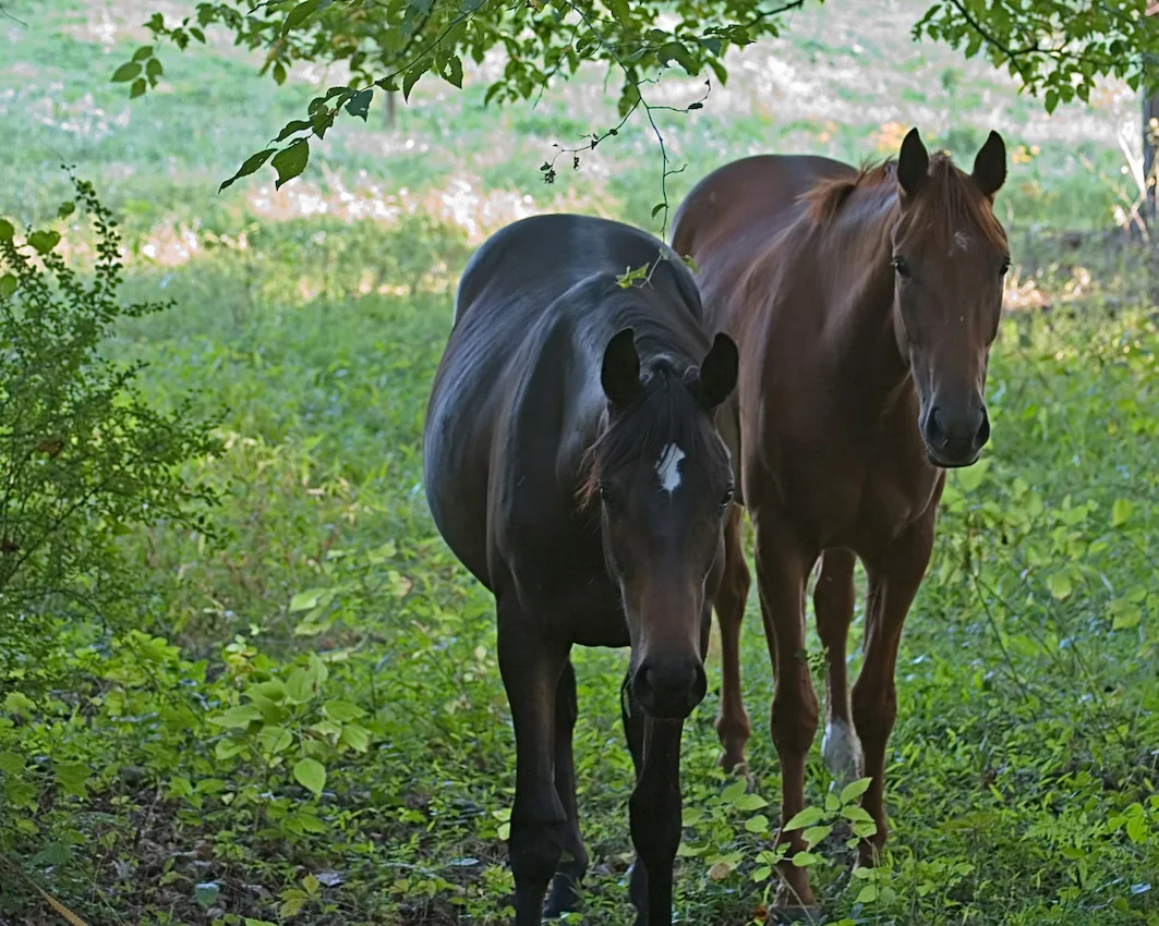 horses_01.jpg