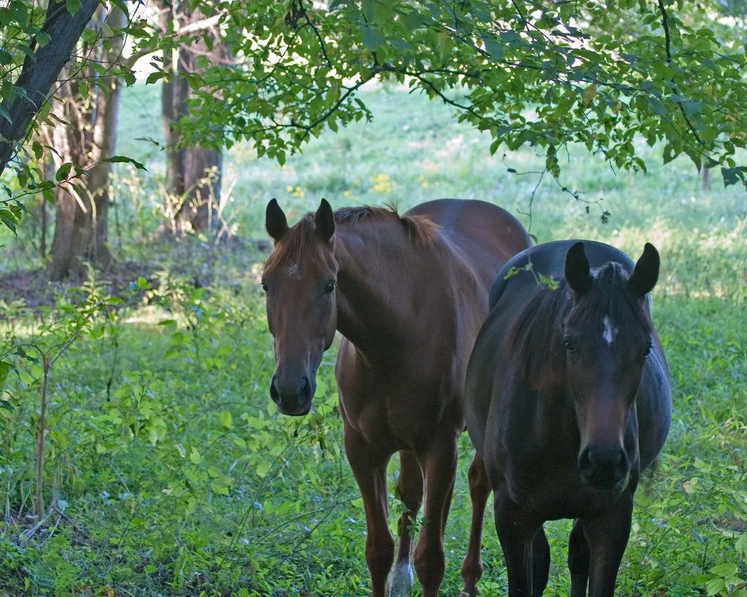 horses_02.jpg