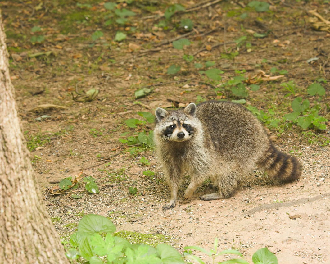 Raccoon_6_5_06_b.jpg