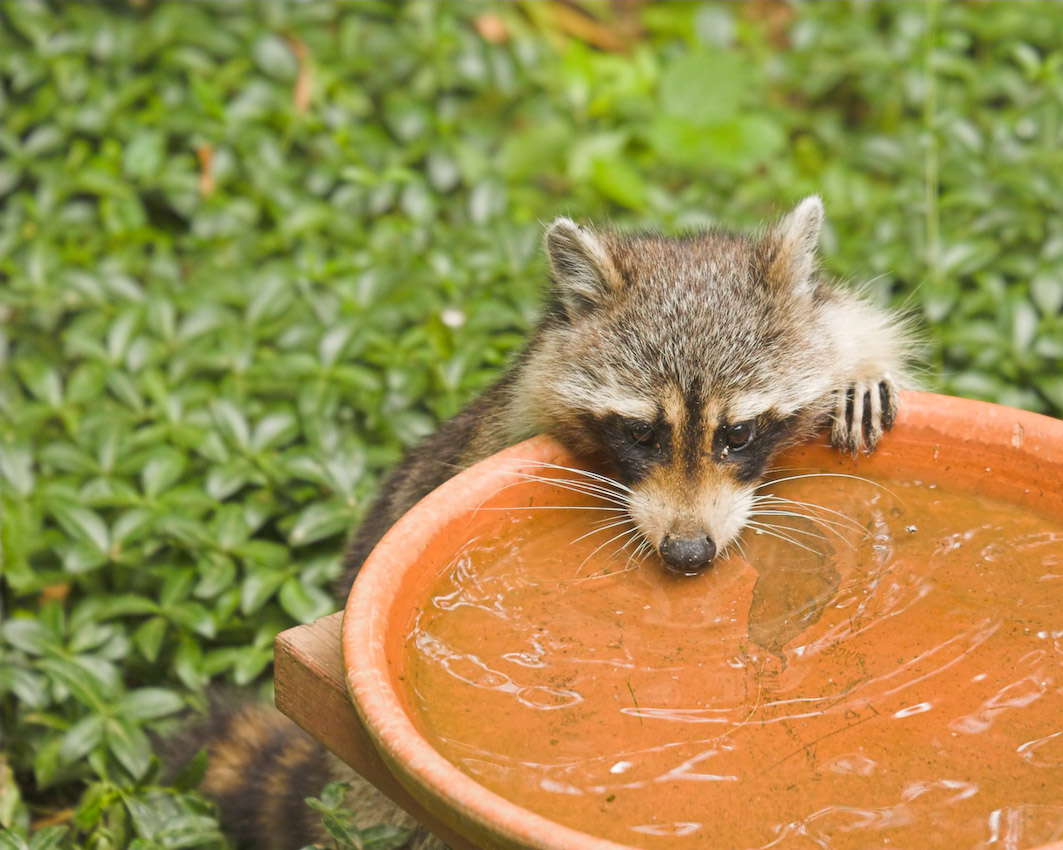 Raccoon_6_5_06_c.jpg