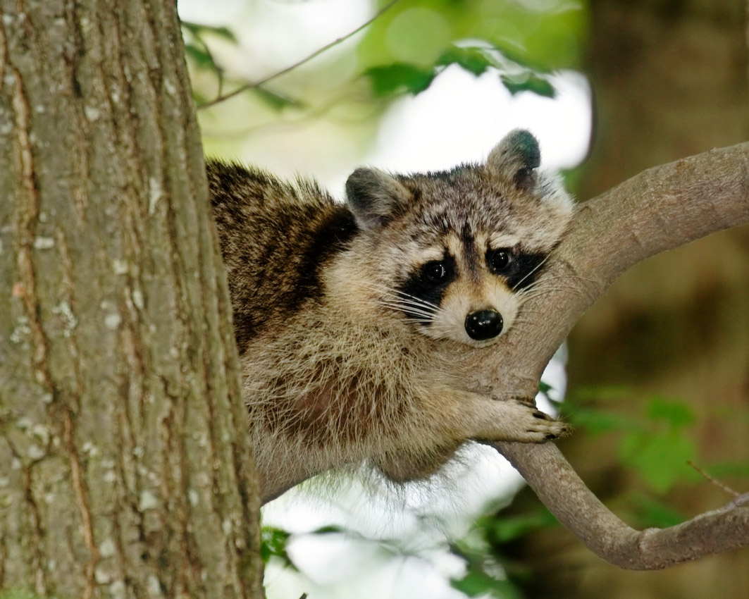 Raccoon_6_5_06_d.jpg