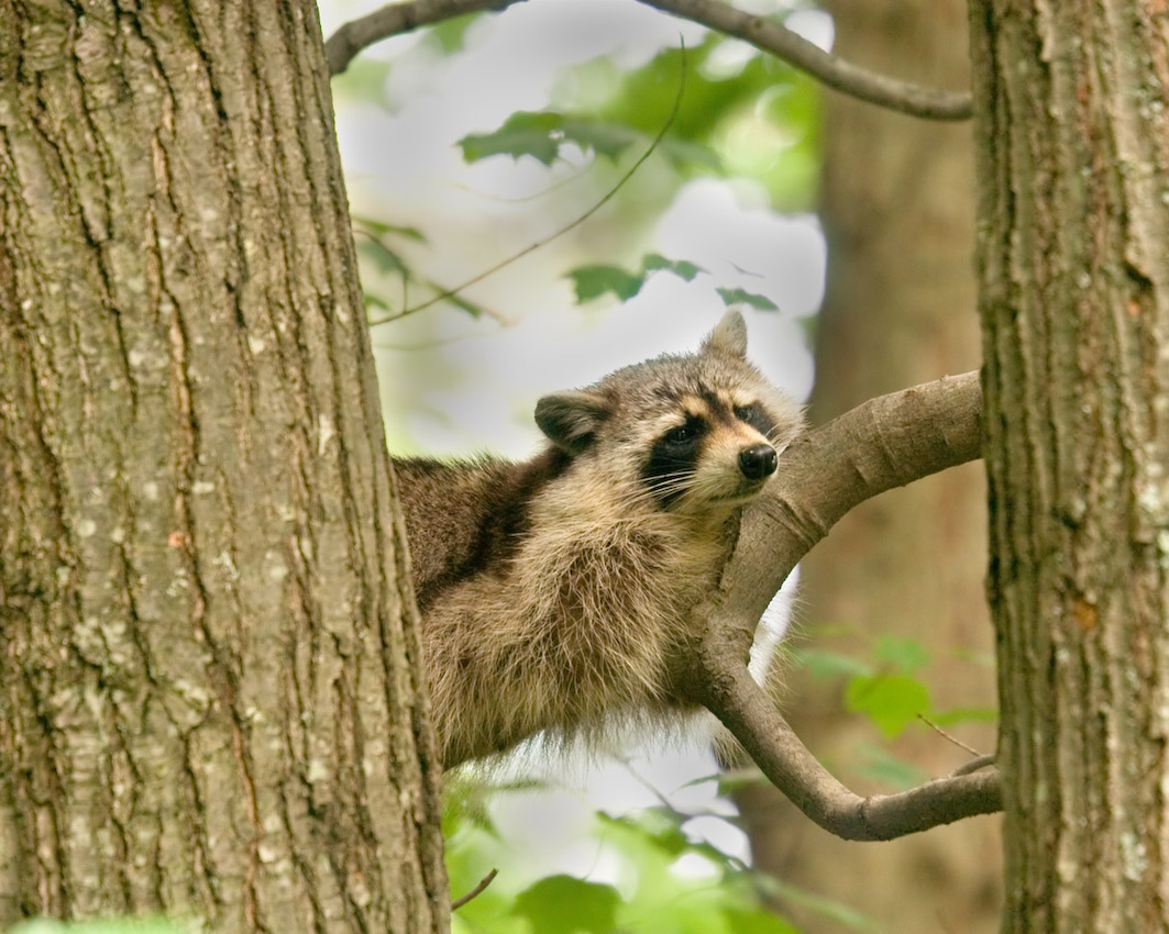 Raccoon_6_5_06_e.jpg