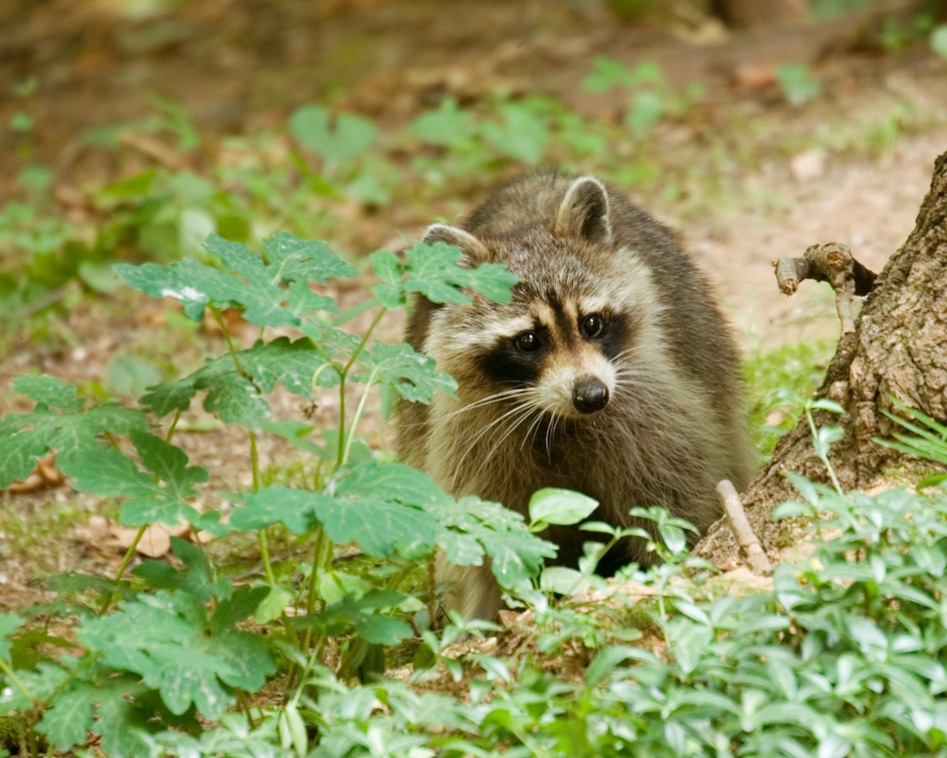 Raccoon_6_8_06_b.jpg