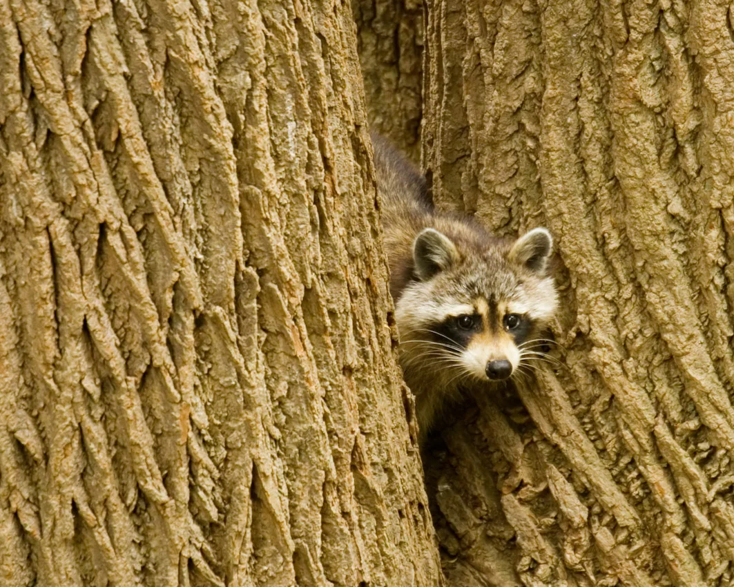 Raccoon_6_5_06.jpg