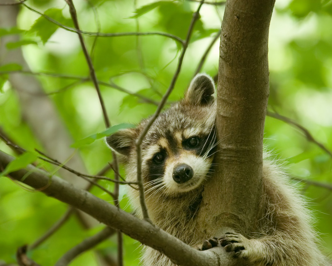 Raccoon_6_8_06.jpg
