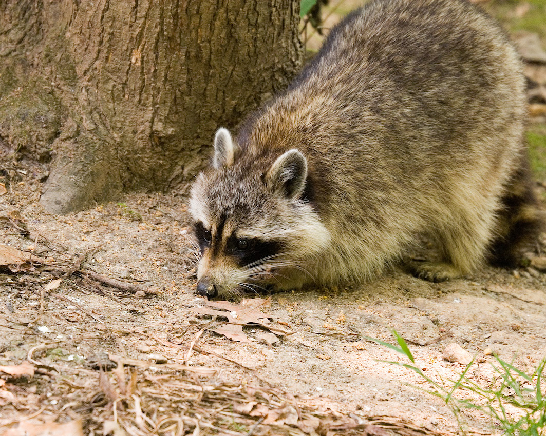 Raccoon_6_19_06_a.jpg