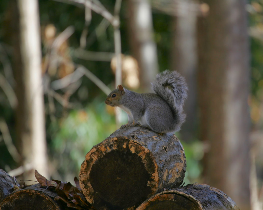 Squirel04.jpg