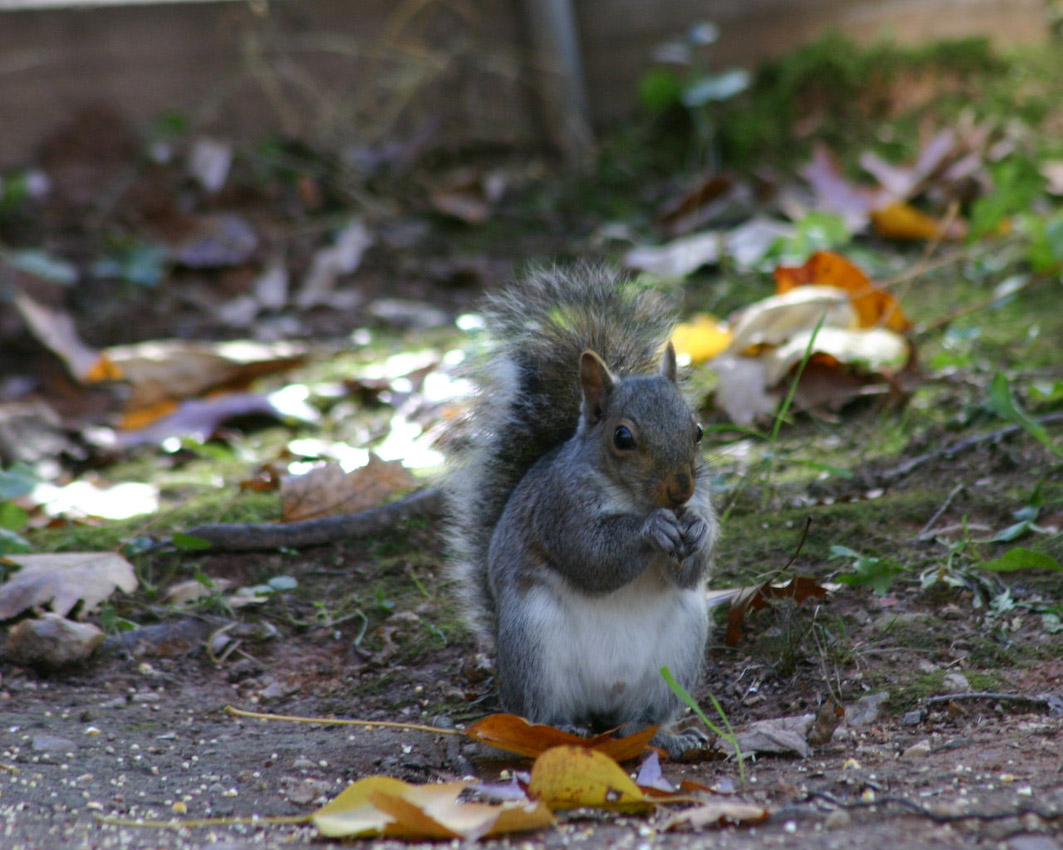 Squirel05.jpg