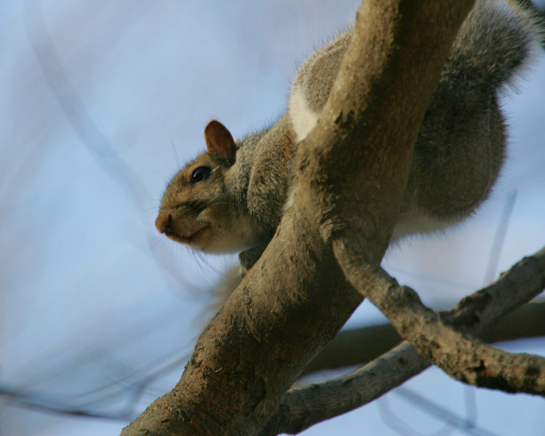 Squirel06.jpg