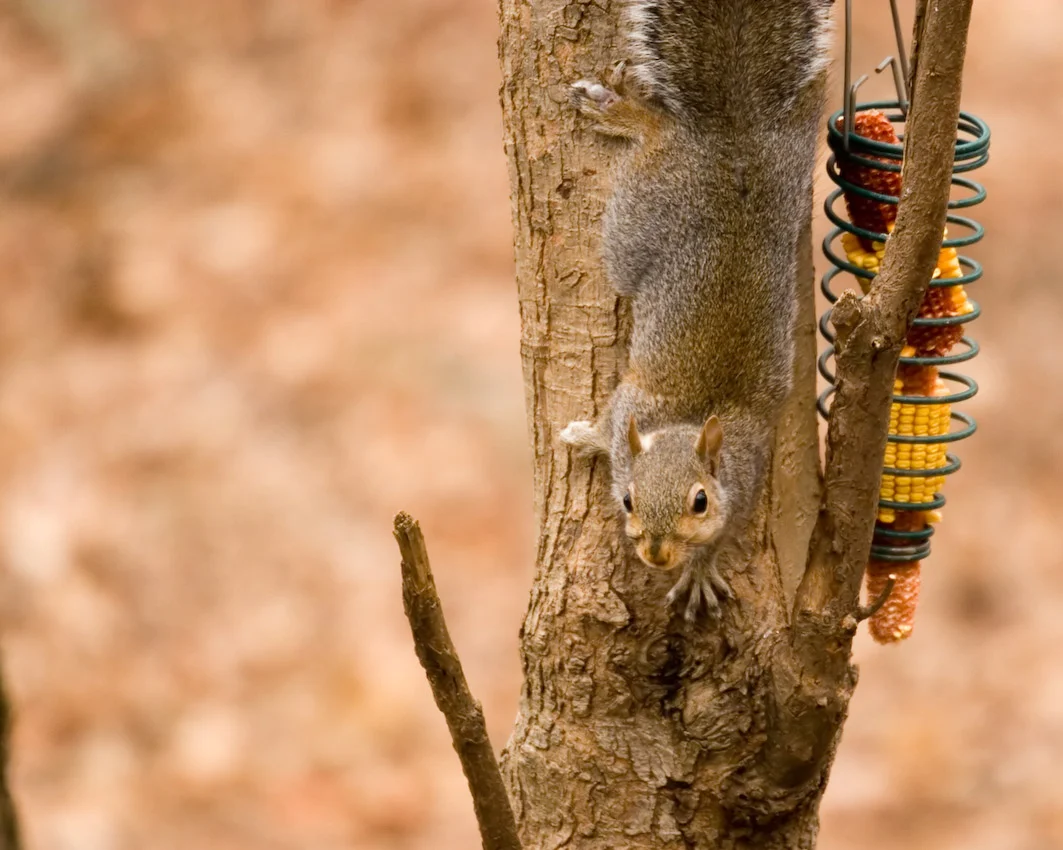 Squirel09.jpg