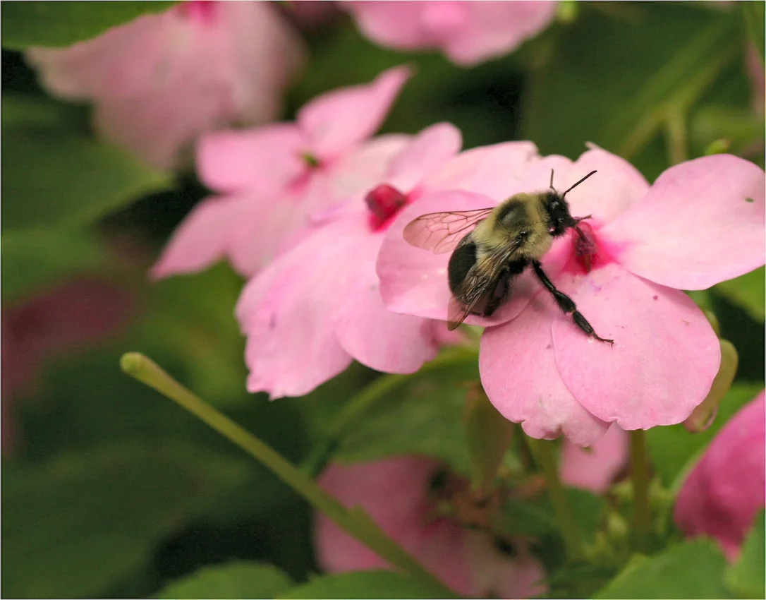 bumble_bee_02.jpg