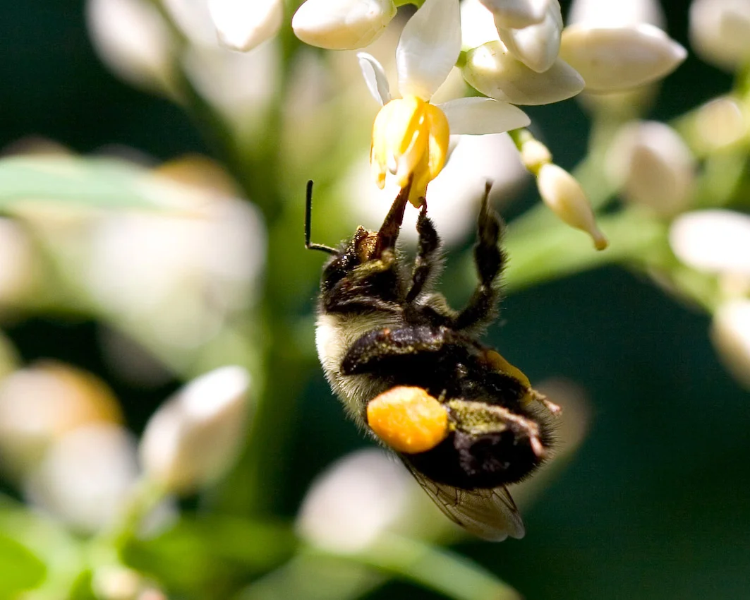 bumble_bee_04.jpg