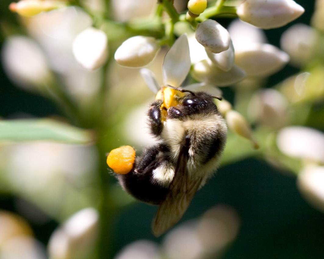 bumble_bee_05.jpg