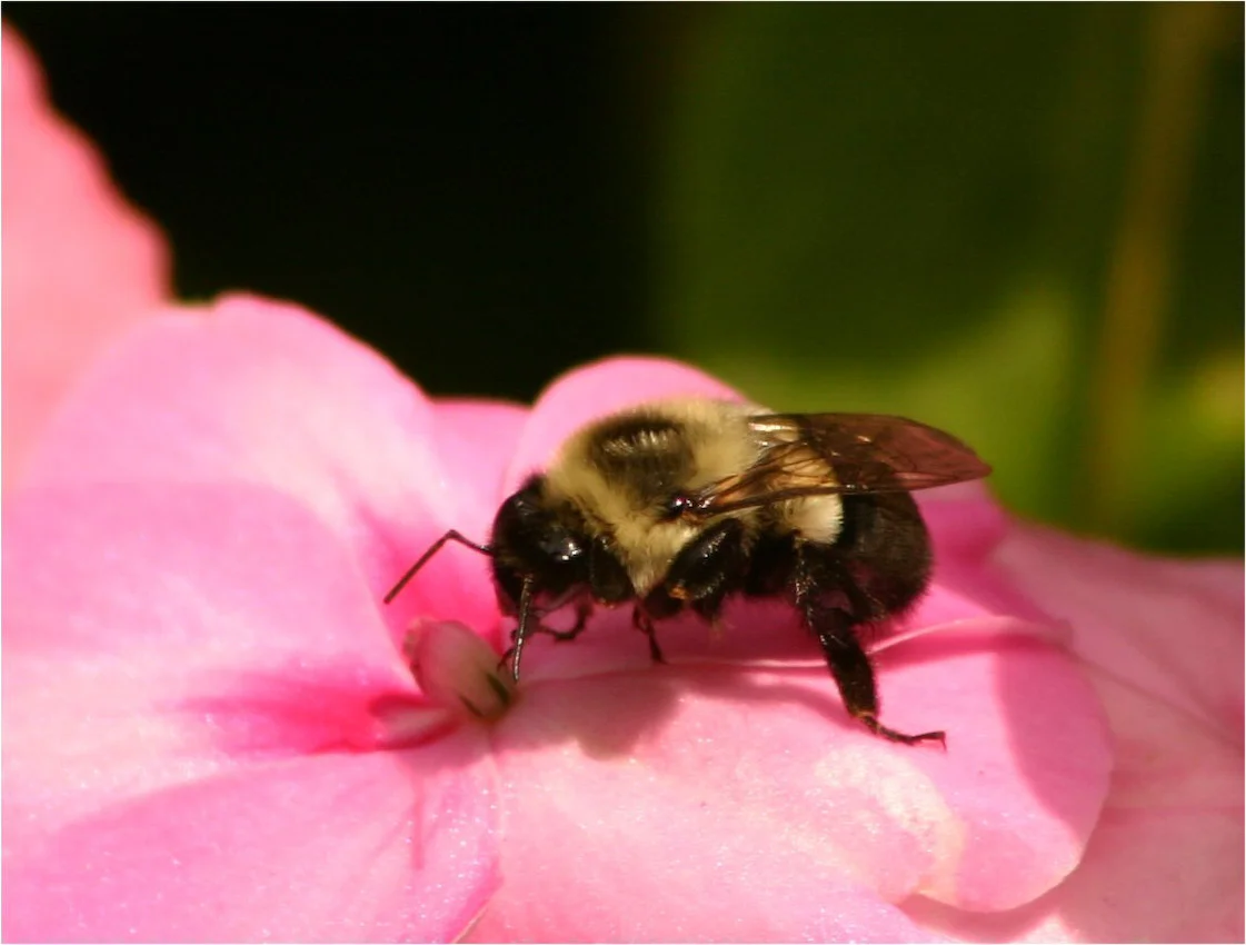 bumble_bee.jpg
