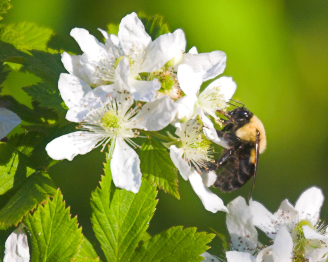 bumble_bee_06.jpg