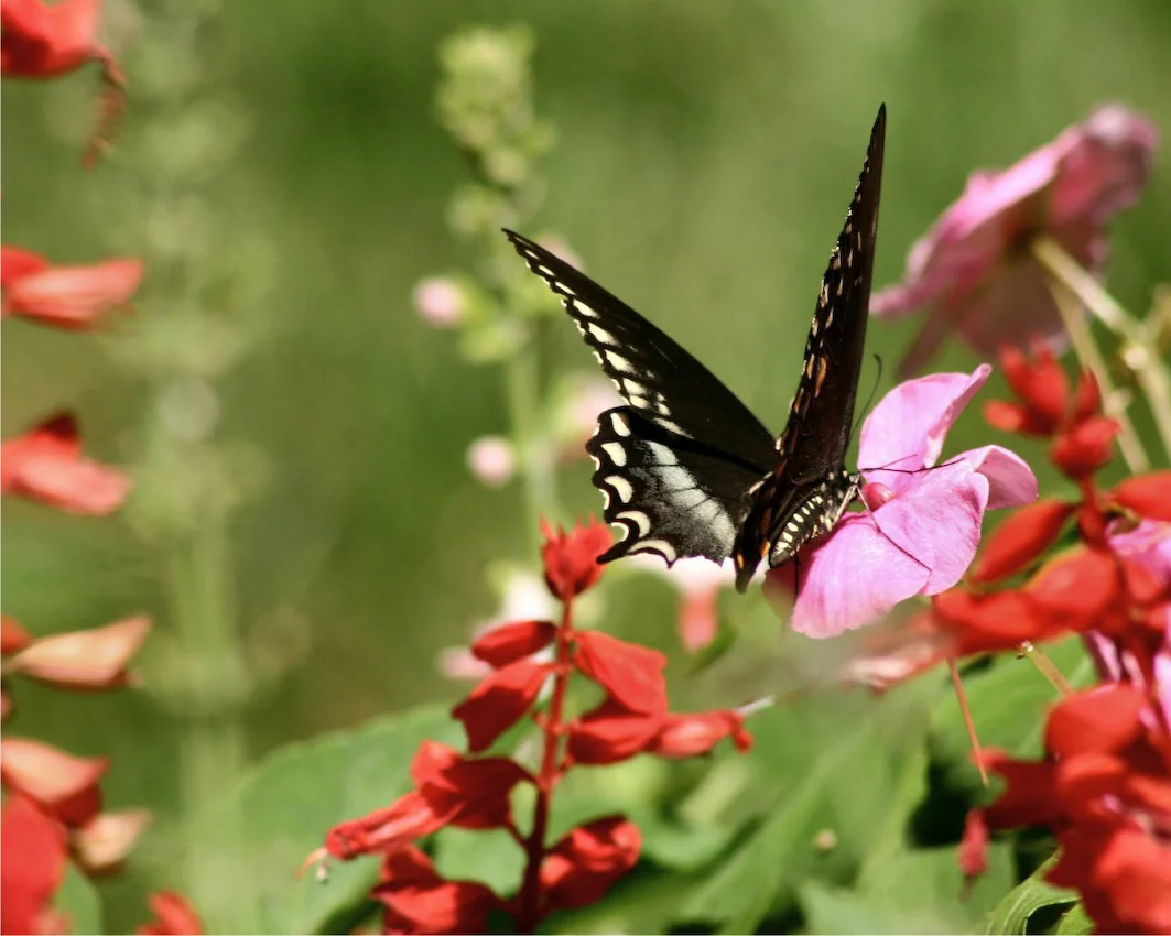 butterfly_02.jpg