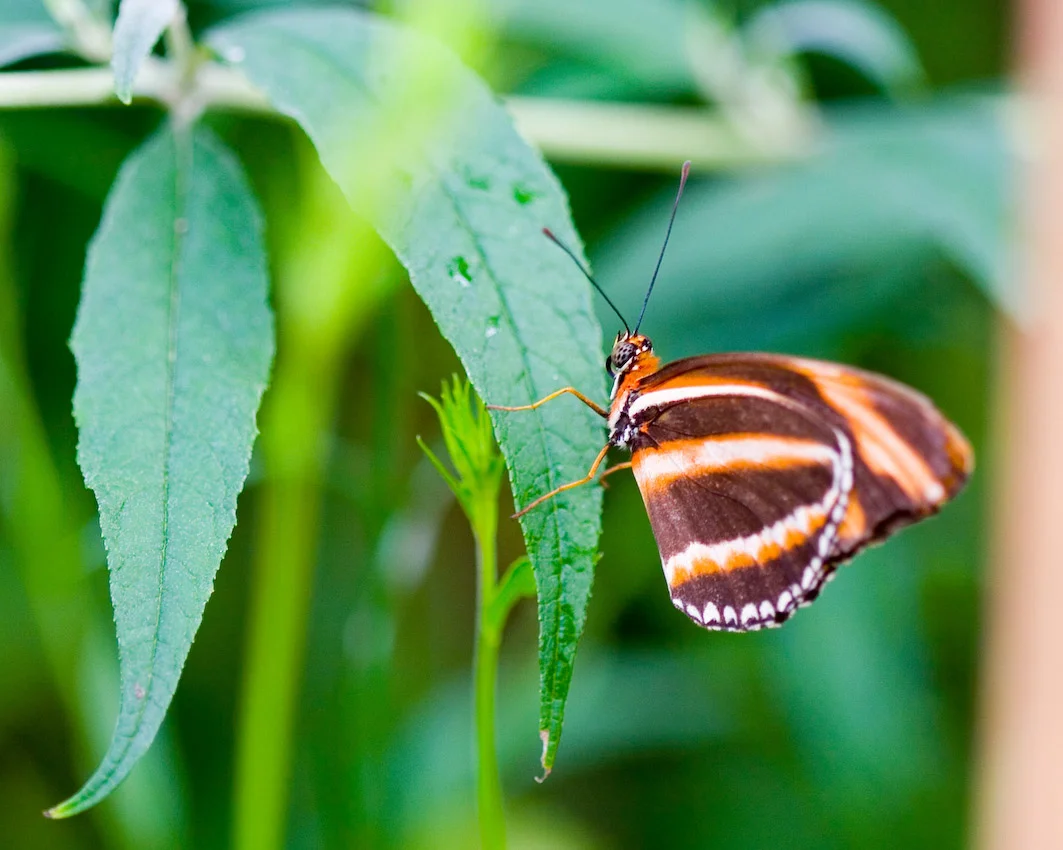 butterfly_05.jpg