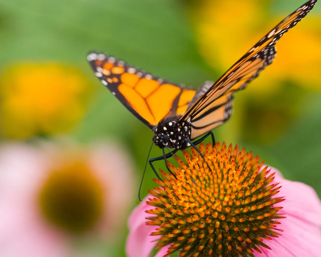 butterfly_06.jpg