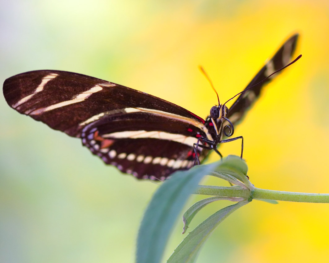 butterfly_07.jpg