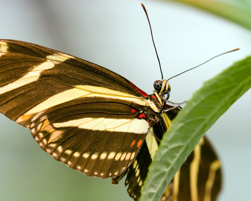 butterfly_10.jpg