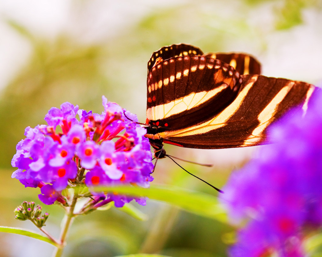 butterfly_12.jpg