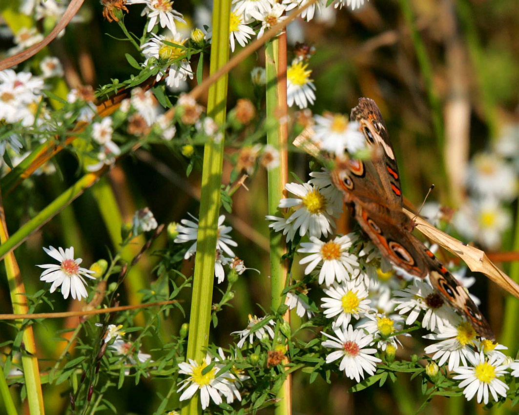 butterfly_16.jpg
