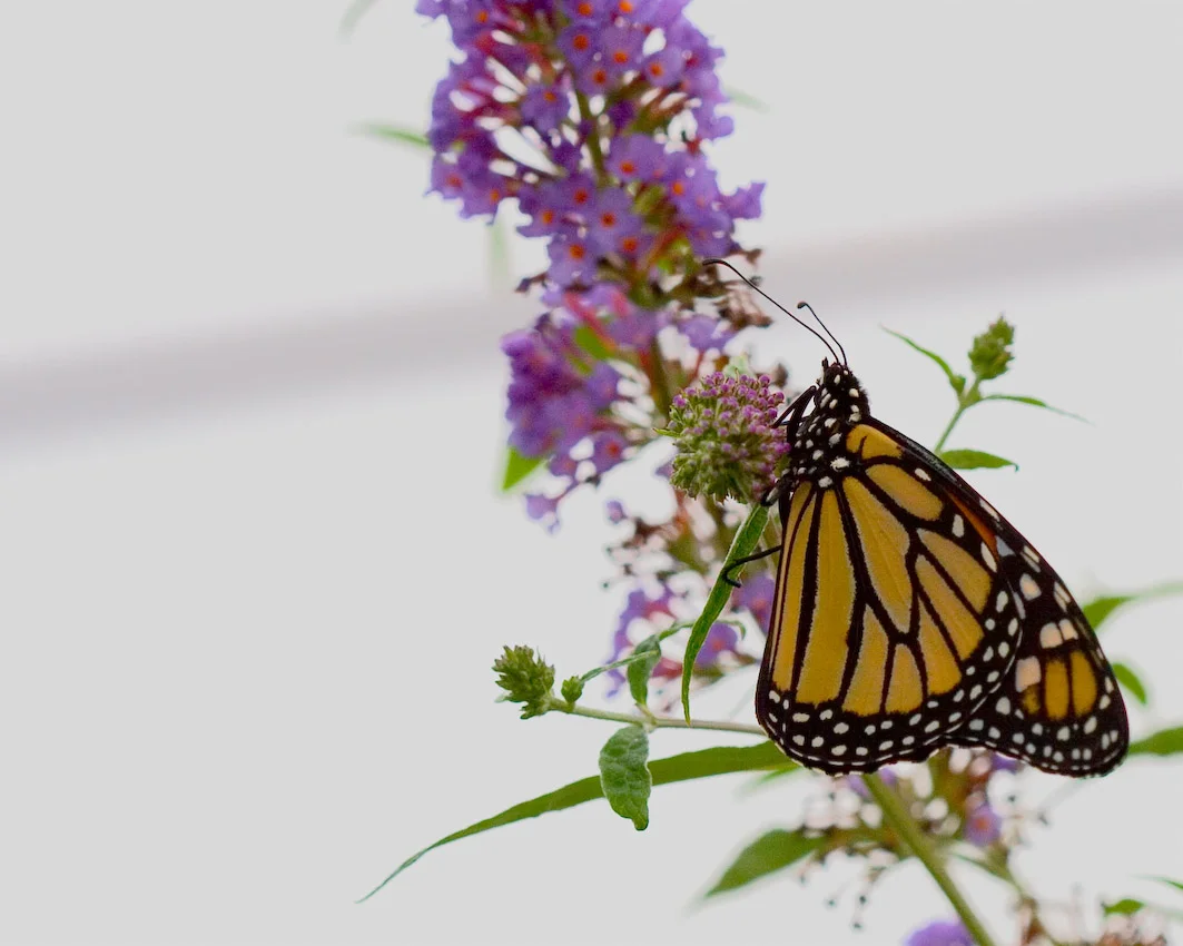 butterfly_17.jpg