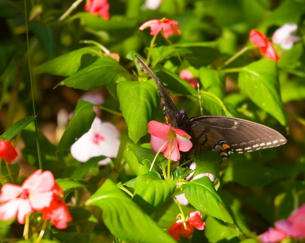 butterfly_18.jpg