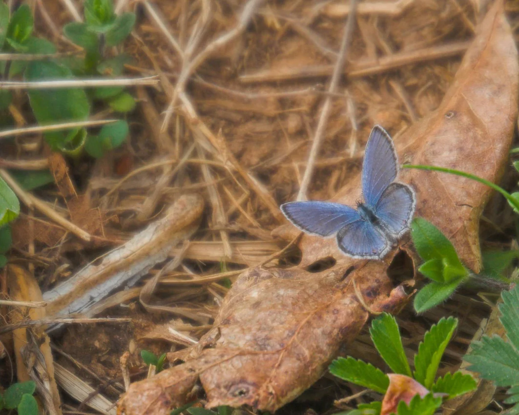 butterfly_19.jpg