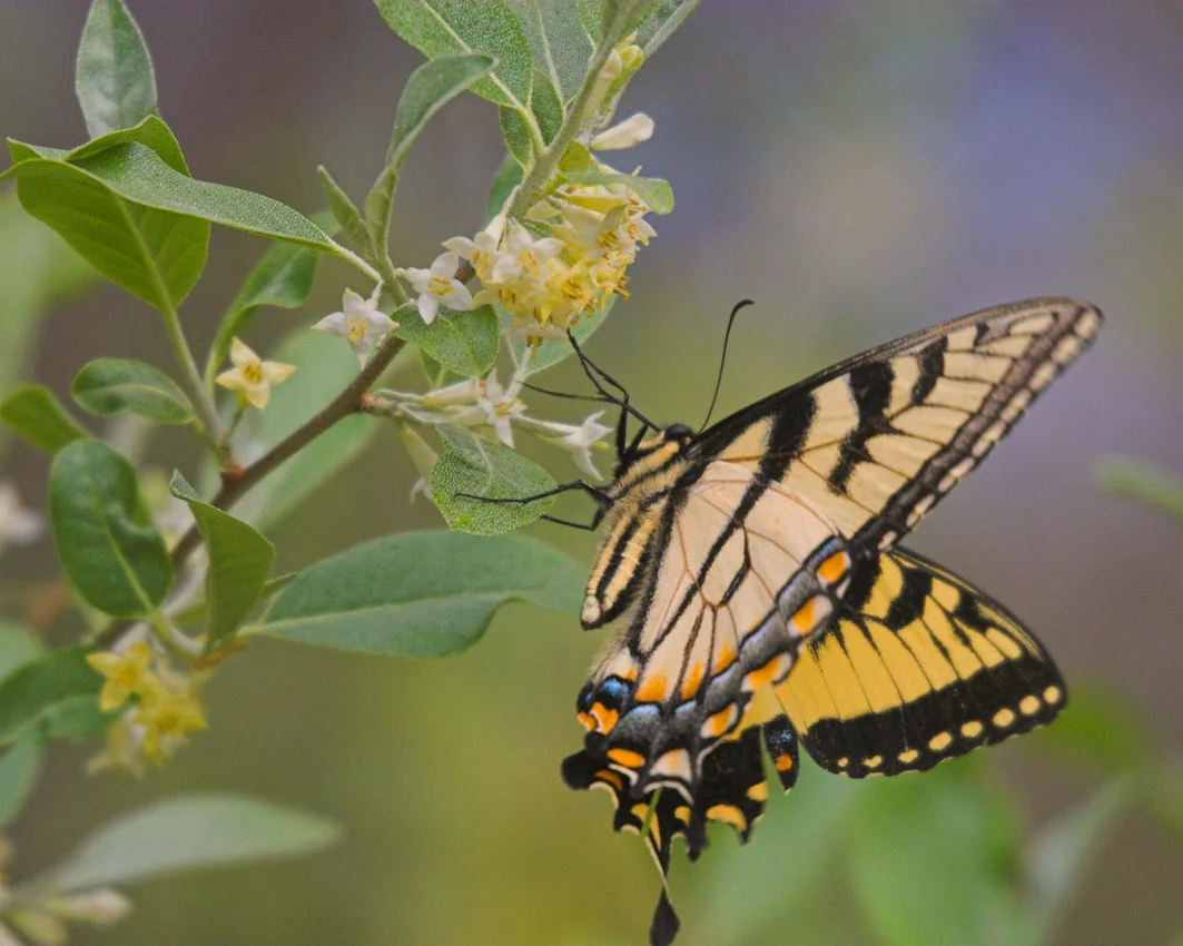 butterfly_20a.jpg