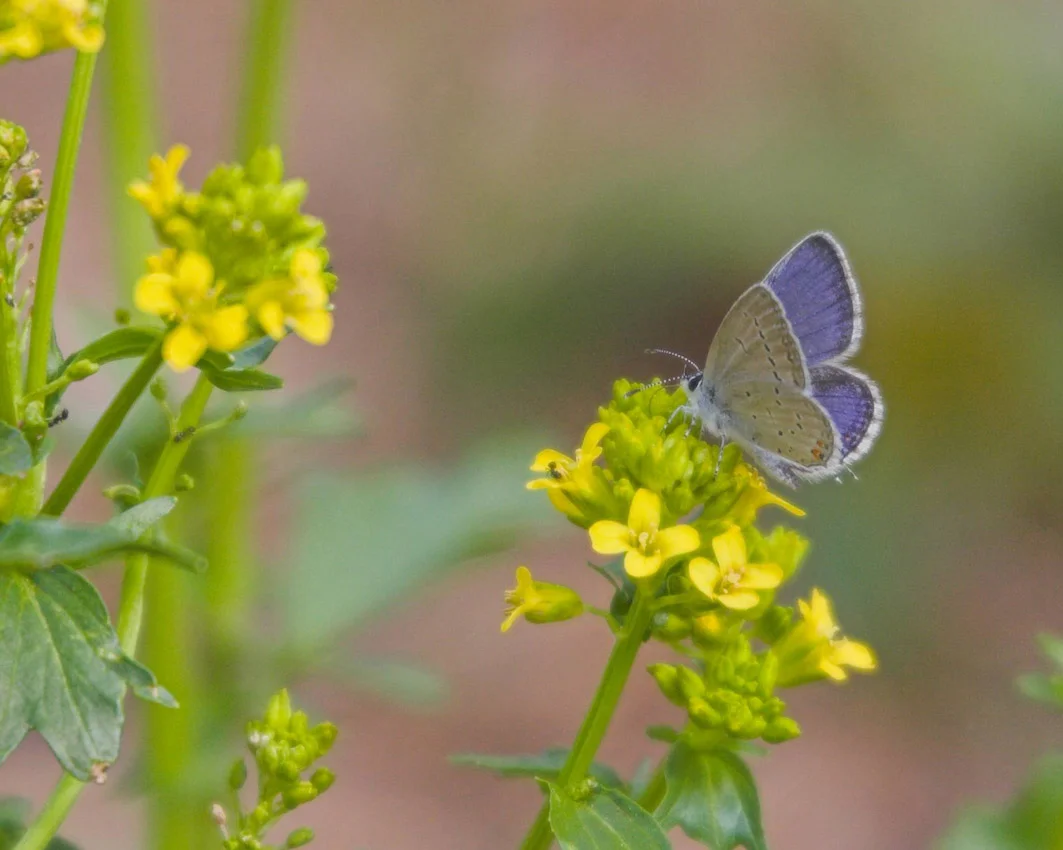 butterfly_21.jpg