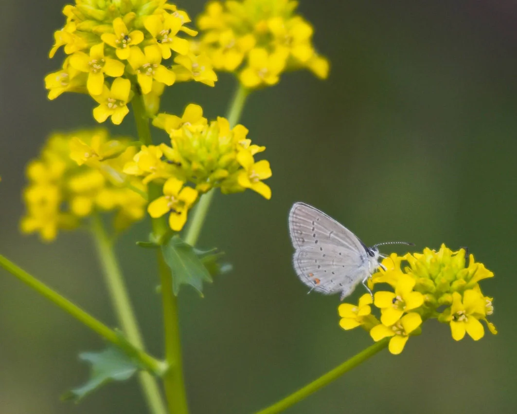 butterfly_22.jpg